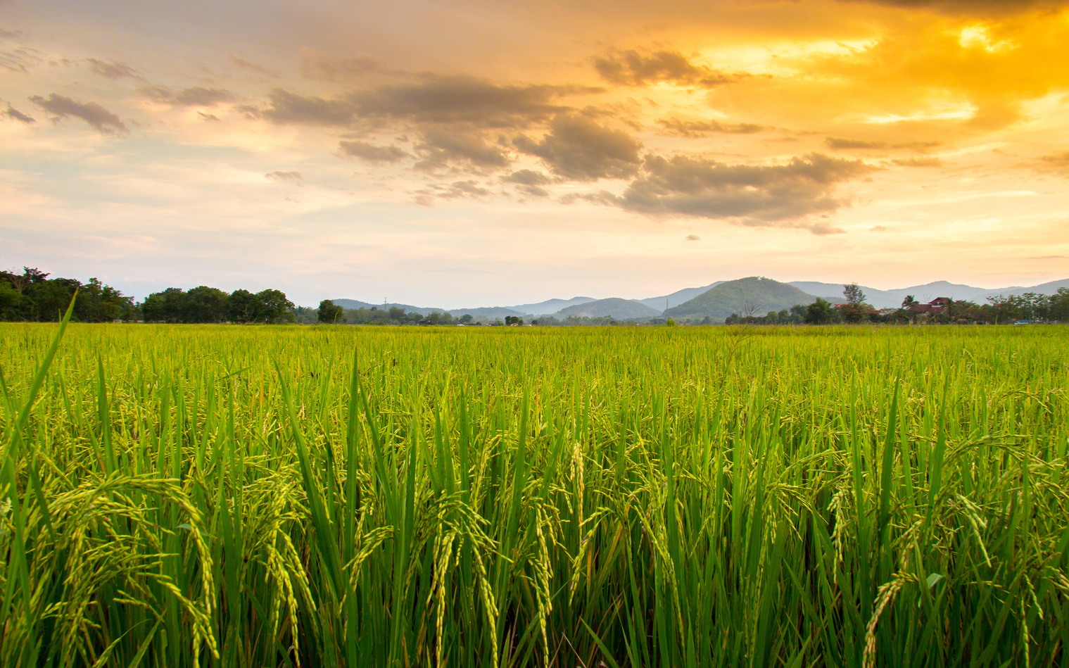 Paddy field